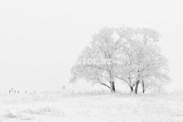 19fbc2a0 7f80 37ed 8607 f3c45f97342a 850.jpeg