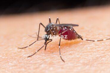 1679909999 malaria.jpg