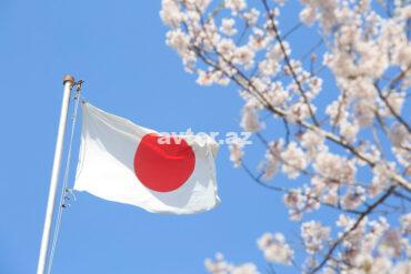 1696935130 japan flag and cherry blossoms.jpg